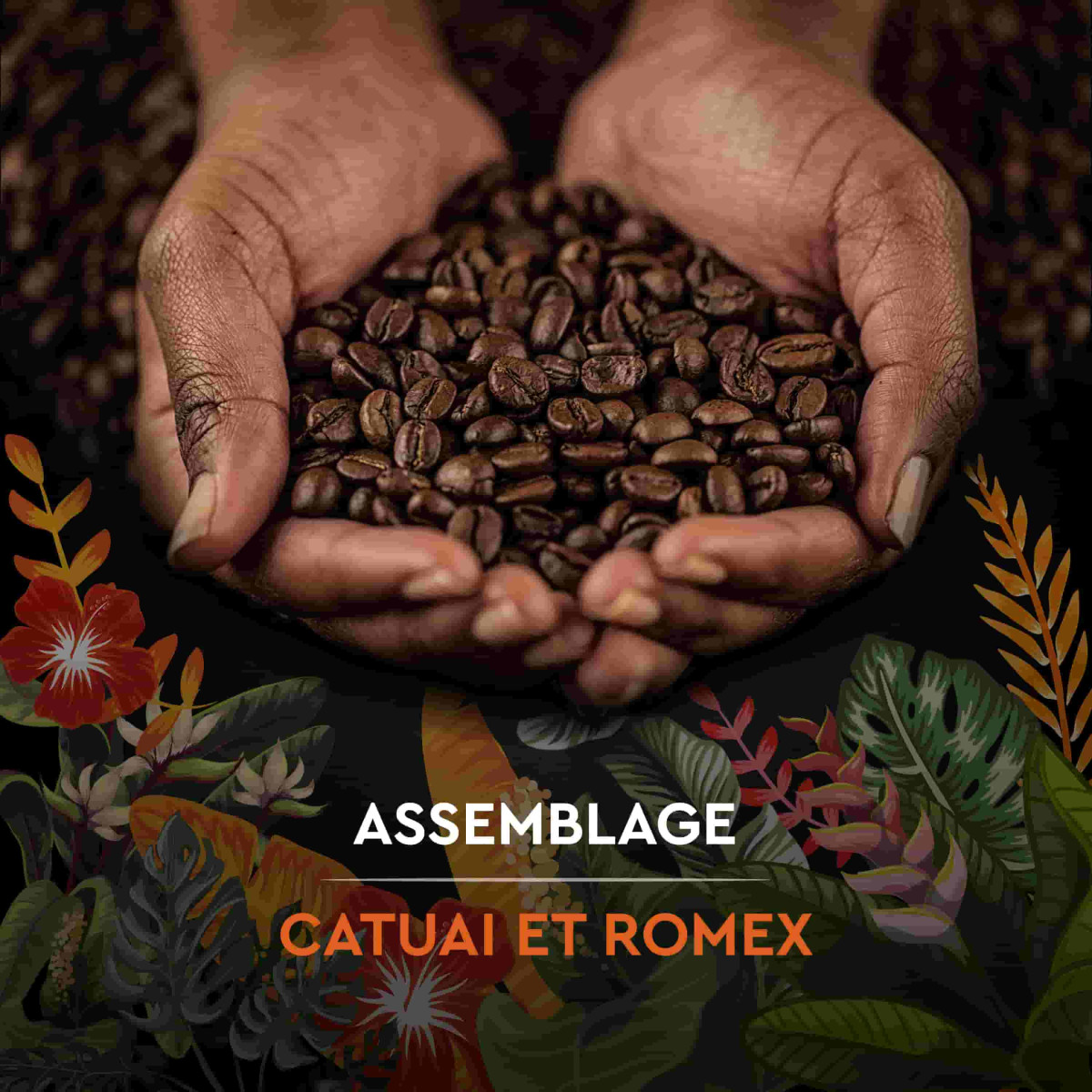 Carte Noire Café en Grains Secrets de Nature Catuai Romex - 1 Kg